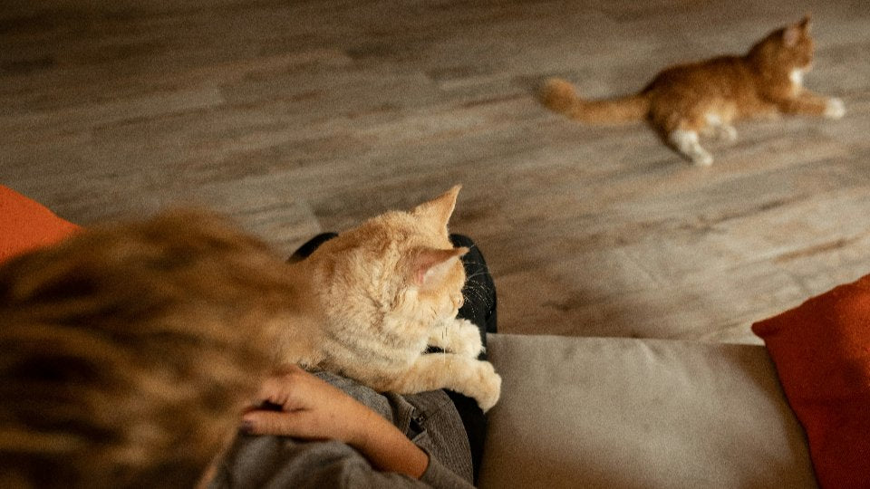 Katzenallergie Hausmittel und natürliche Behandlung: Ursachen, Methoden und Tipps